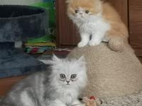 Gatitos persas machos y hembras - Gatos