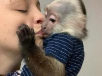 Bebé capuchino saludable, monos a la venta. - Otras especies