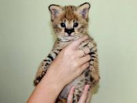  Savannah gatitos serval y caracal de 4 semanas de edad. - Gatos