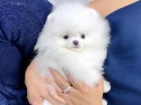 Precioso cachorro pomerania blanco en adopción - Perros 