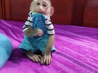 Monos capuchinos En Venta - Otras especies