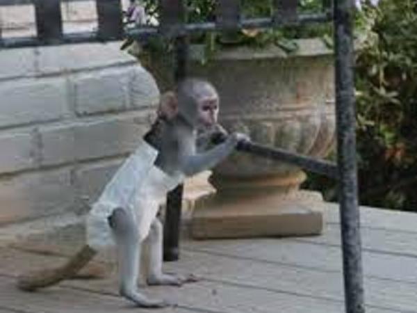 mono capuchino ahora 
