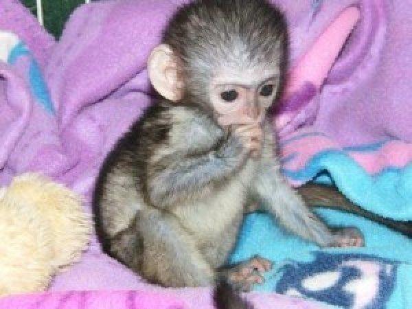 Preciosos monos capuchinos bebé a la venta