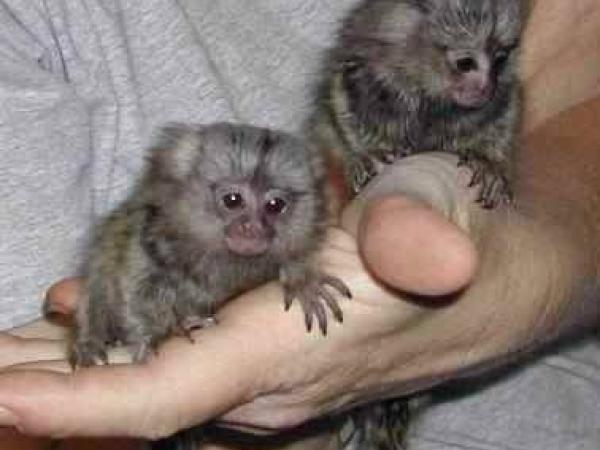  Monos tití bebé dedo a la venta