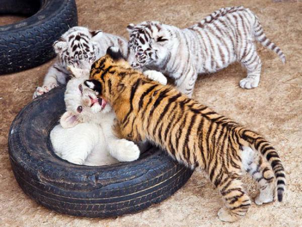 mascotas exóticas a la venta, zorros Fennec, tienda Cachorro de león a la venta | tigres siberianos amarillos y blancos y tigre de Bengala, animales como cachorros de guepardo, cachorros de puma, cachorros de jaguar, cachorros de leopardo