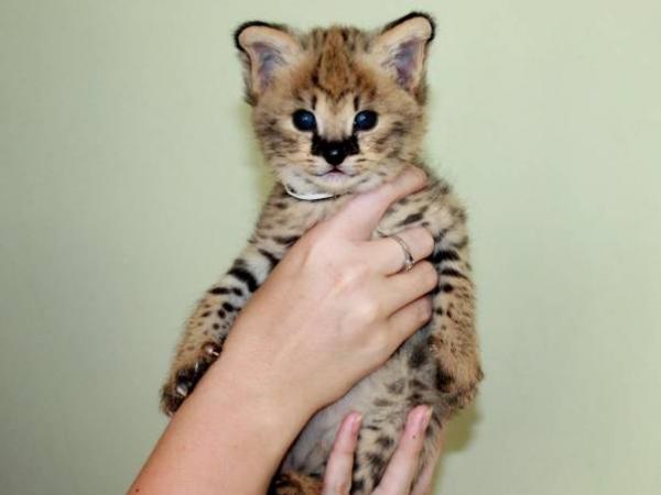  Savannah gatitos serval y caracal de 4 semanas de edad.
