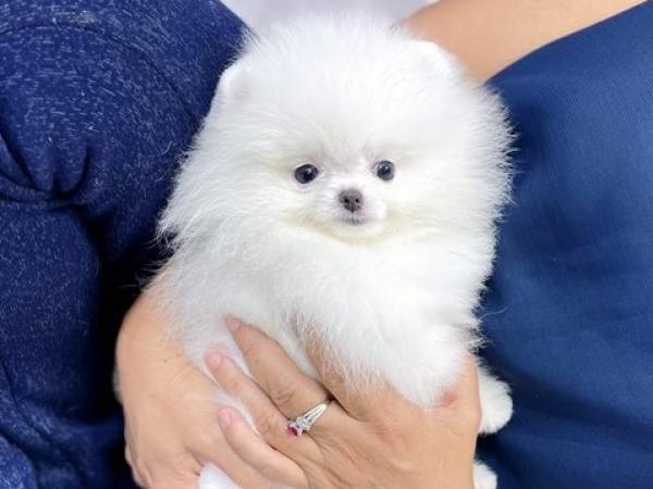 Precioso cachorro pomerania blanco en adopción