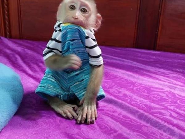 Monos capuchinos En Venta