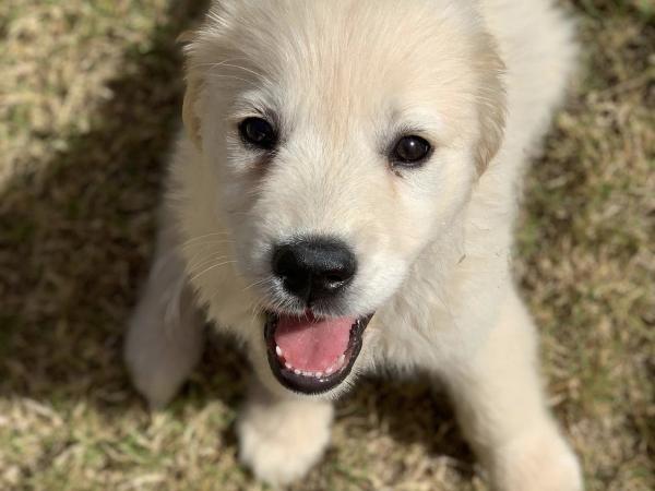 Cute puppy for adoption 