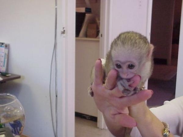 Bebés mono capuchino