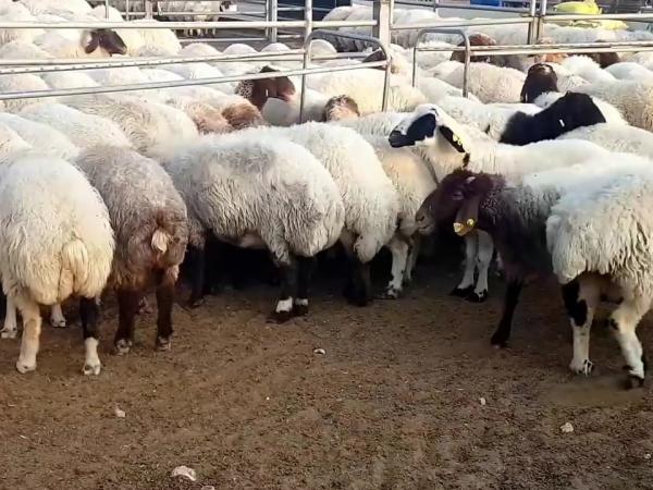 Venta de rebaños de ovejas multiusos.