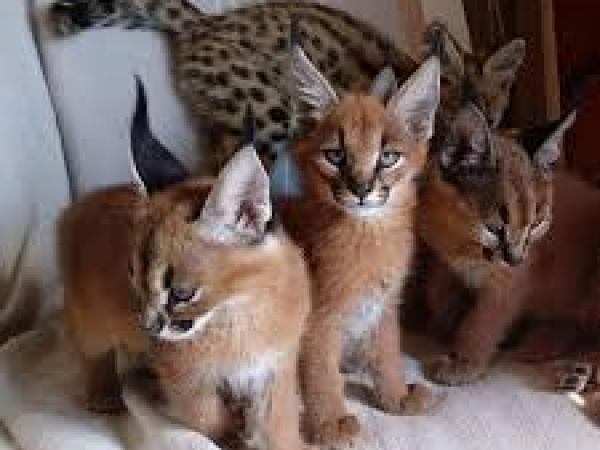 Caracal Ocelot Kittens for Sale