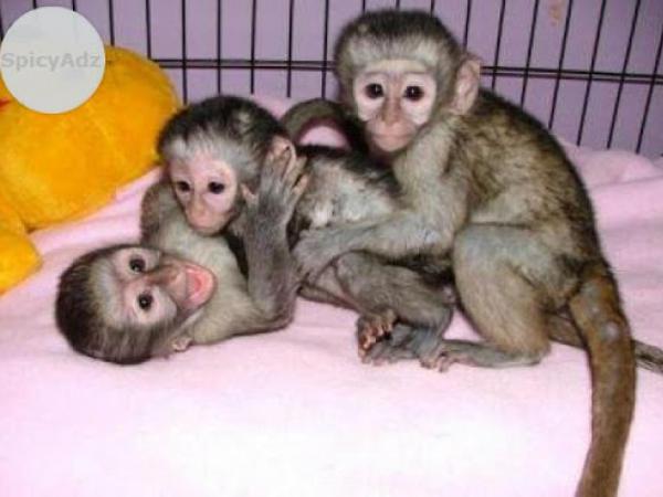 Levantado a mano Monos capuchinos, monos ardilla, monos titíes, bebés chimpancés a la venta. Excelente como mascota casera.