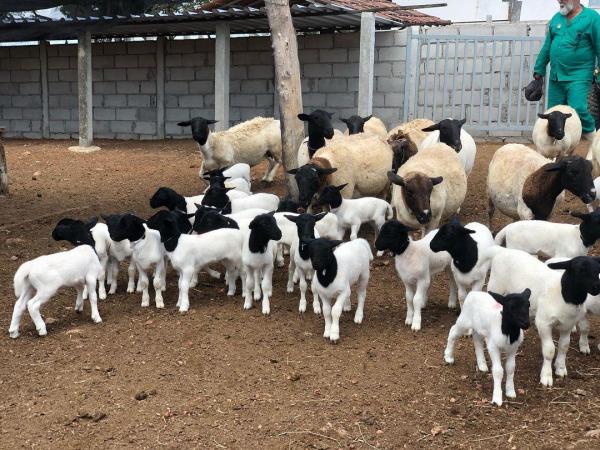 30 ovejas Dorper para carne y cría