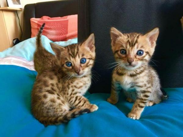 Dos gatitos de Bengala de ojos azules