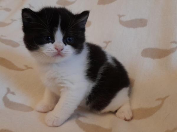 Gatito británico de cabeza corta en blanco y negro