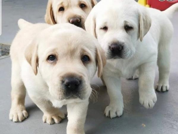 Cachorros de Labrador Retriever gruesos de alta calidad