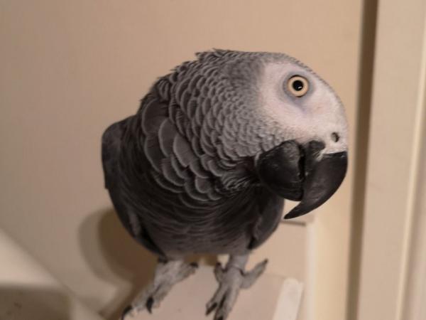 Beautiful African grey birds available 