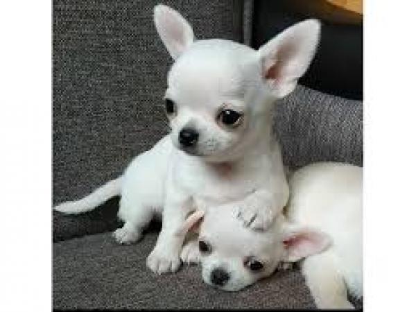 Regalo Cachorros Chihuahua Miniaratura