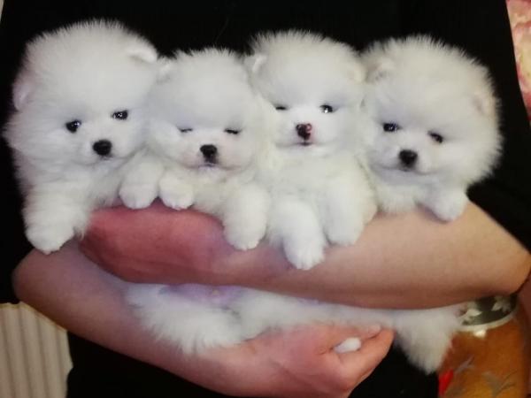 Precioso cachorro de Pomerania blanco para adopción