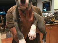 Venta de Cachorros American Pitbull - Mascotas